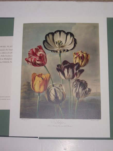 The Temple of Flora A Portfolio of 29 Plates Folio Society 2011 - Image 3