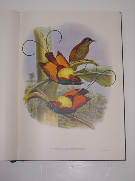 Birds Of Paradise Richard Sharpe Folio Society Limited Edition 2011 - Image 4